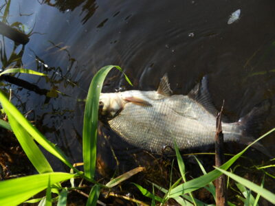 Carp bream — Шешупе