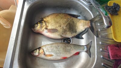 Carp bream, 1.6 kg
