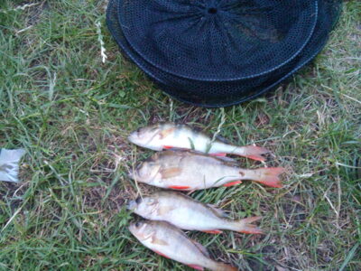 Eurasian perch ×4 — Šešuvis