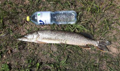 Northern Pike, 1.5 kg — Pravalas
