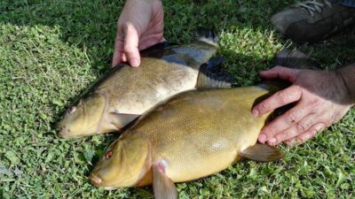 Tench, 1.7 kg — Viekšnalių