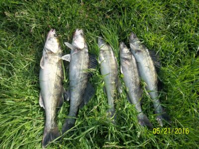 Pike perch ×5 — Neman River
