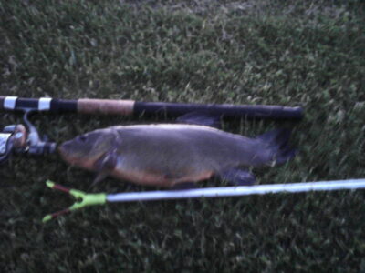 Tench, 1.5 kg — Bubių