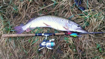 Northern Pike, 2.5 kg — Padvarių