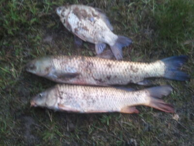 Grass carp ×3 — SOUTH ATLANTIC OCEAN