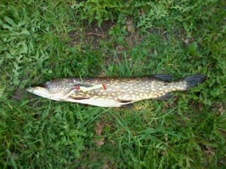 Northern Pike, 4.3 kg