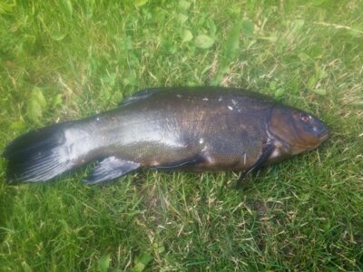 Tench, 1.2 kg