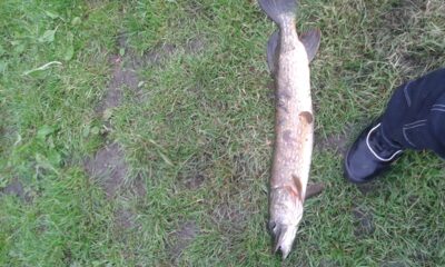 Northern Pike, 3.3 kg