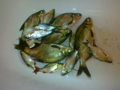 Carp bream ×5 — Elektrėnai reservoir