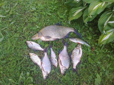 Carp bream, 1.1 kg — Sartai