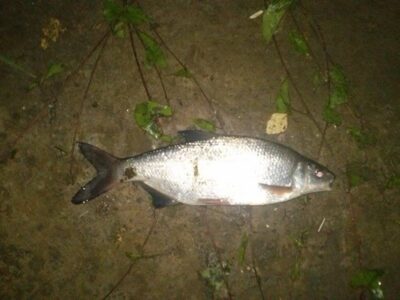 Zarte, 0.6 kg — Neman River