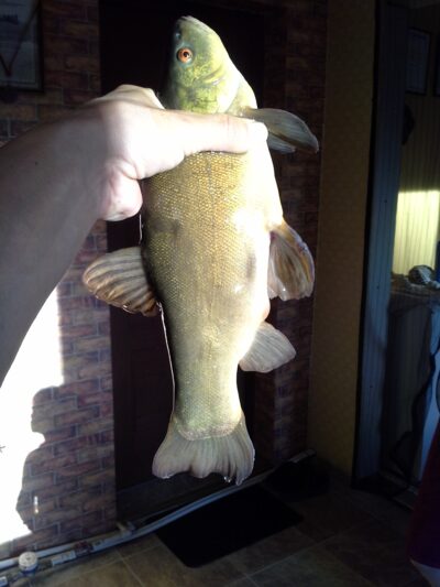Tench — Pagryžuvio