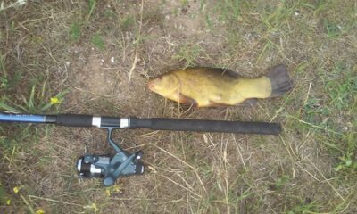 Tench, 0.9 kg — Jurgionių
