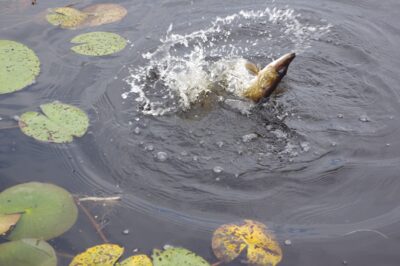 Northern Pike, 1.1 kg — Papes ezers