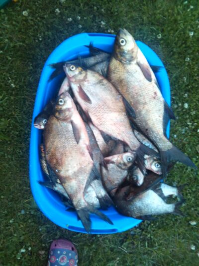 Carp bream ×30 — Minija
