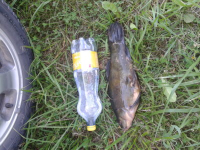 Tench, 0.8 kg — Bijotė