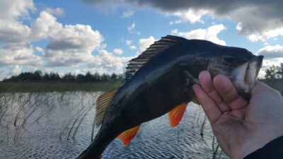 Eurasian perch, 0.7 kg — Papes ezers