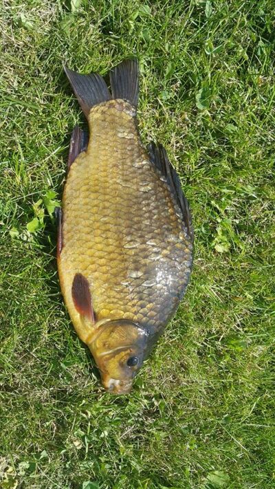 Crucian carp, 0.9 kg