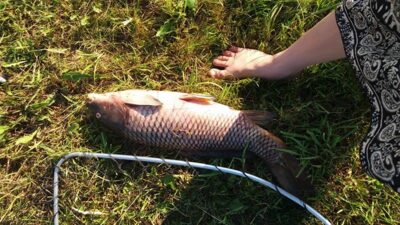 Carp, 4.0 kg