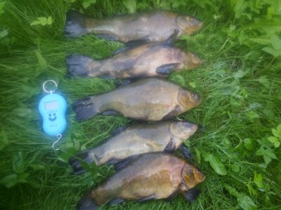 Tench ×5