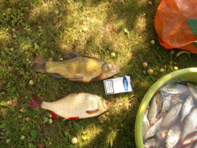 Tench — Burokaraiščio