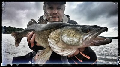 Pike perch, 3.9 kg