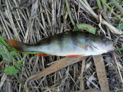 Eurasian perch — Шешупе