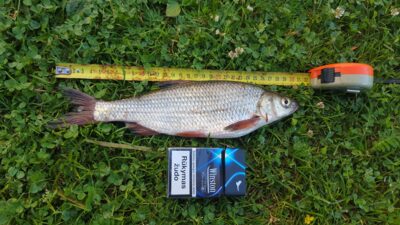 Dace, 0.3 kg — Šventoji