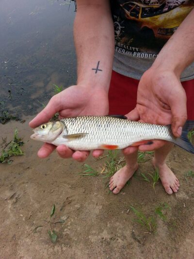 chub, 0.4 kg — Neman River