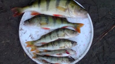 Eurasian perch, 0.4 kg — Talaikė