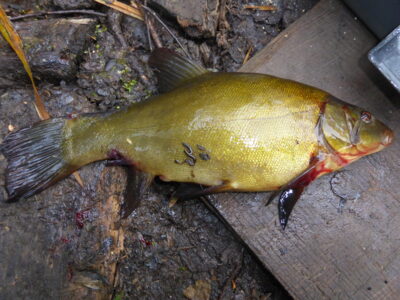 Tench, 0.4 kg — Kadrėnų