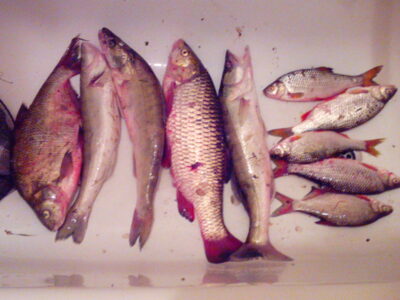 Pike perch ×3 — ATMATA
