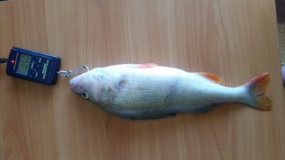 Eurasian perch, 0.5 kg — Rėkyvos