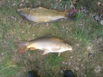 Mirror carp, 3.3 kg — SOUTH ATLANTIC OCEAN