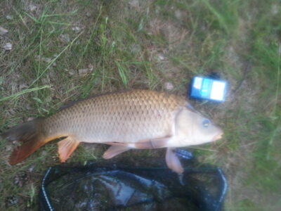 Mirror carp, 3.3 kg — SOUTH ATLANTIC OCEAN