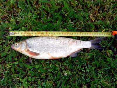 Zarte, 0.5 kg — Šventoji