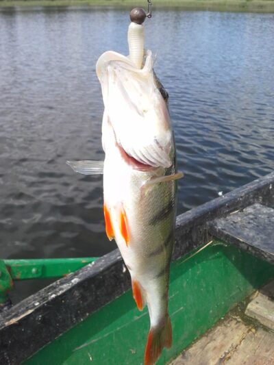Eurasian perch, 0.3 kg — Apušys
