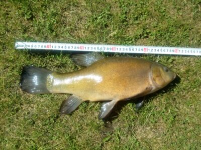 Tench, 2.2 kg — Sujainių