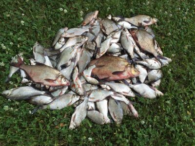 Carp bream — Kupiškio