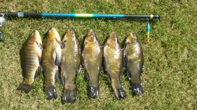 Tench ×6 — Šešuolių