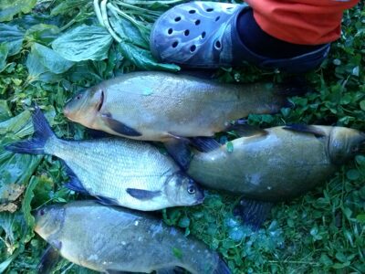 Tench ×4 — Zarasaitis