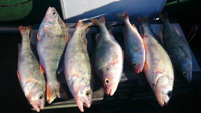 Eurasian perch ×7 — Kuršių