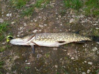 Northern Pike, 4.2 kg