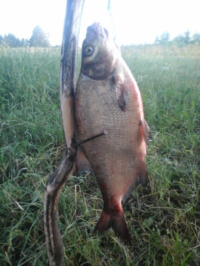 Carp bream, 1.4 kg — Lamėstas