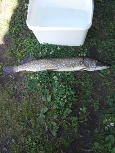 Northern Pike — Tytuvėnėlių