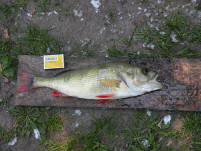 Eurasian perch, 0.9 kg — Ežeras