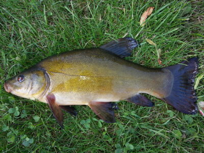 Tench, 0.5 kg — Ygla