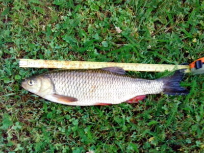 chub, 0.6 kg — Šventoji