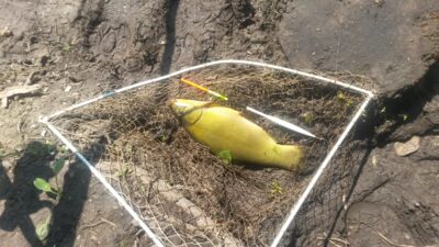 Tench, 0.6 kg — Zalvys