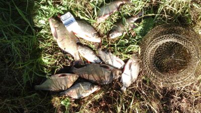 Carp bream ×10